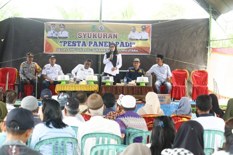 Warga Desa Lampuawa Luwu Utara Gelar Syukuran,Hasil Panen Capai 15  M