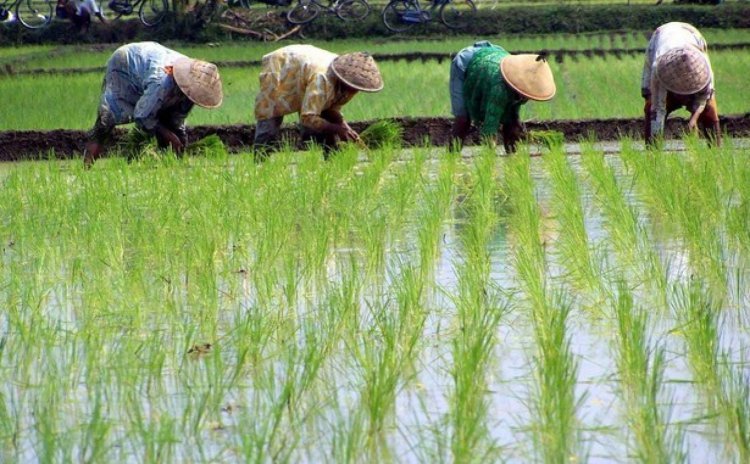 Cerita Sukses Petani Desa Tarobok, Berhasil Tingkatkan IP 100 Menjadi IP 200