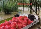 Video : Relawan Muhammadiyah Kembali Berbagi di Desa Pombakka Luwu Utara